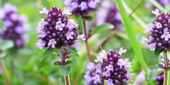 Thyme strengthens a man's sexual power