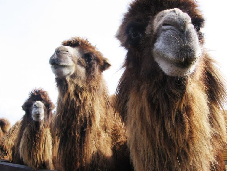 camel and its stomach for power